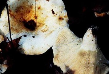 E 'possibile friggere i funghi e come farlo nel modo giusto, che non sapore amaro?