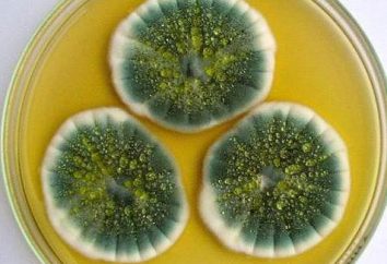 Penicillium grzyba: struktura, właściwości, zastosowania