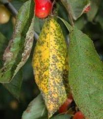 Cherry foglia di ciliegio posto – una malattia pericolosa