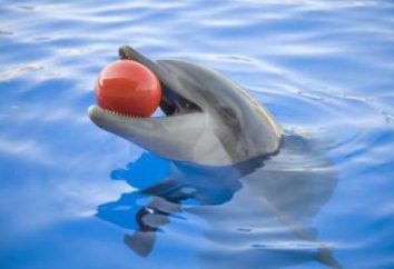 Jeżeli jest to możliwe w Moskwie pływać z delfinami: recenzje, opisy, adresy i recenzje