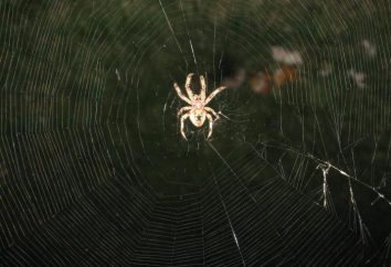 Eine besondere Art von Spinntiere – Orb Weberei. Spinnen, deren Netze des Webens Geschick ist bewundernswert