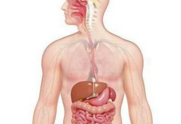 Sistema digestivo: estrutura e função