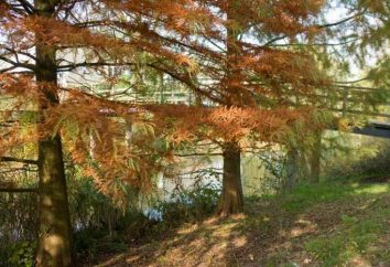 Cypress Swamp: descrizione, la semina e la cura