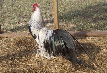 Hühner Rock phoenix: eine Beschreibung, Fotos