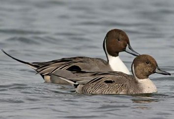 Dabbling kaczki: Rodzaje i nazwy. Dzika rzeka Duck