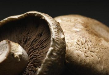 champignons Portobello: photos, recettes, les avantages et les inconvénients