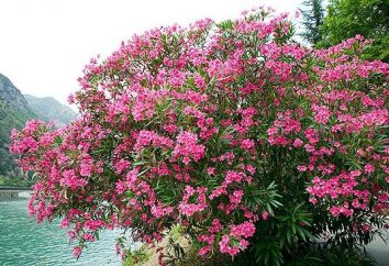 oleander perfumado. Cuidados em casa