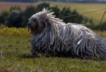 Komondor (cane da pastore ungherese): razza descrizione, carattere e foto