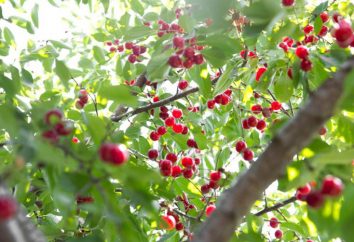 Cherry – árvore ou arbusto? O fruto da cereja (foto)