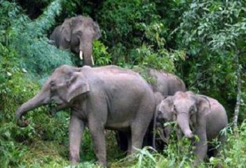 Da dove viene un elefante può essere identificato con il suo nome