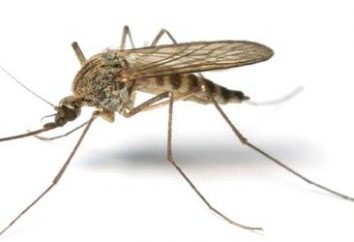 Bewährte Möglichkeiten auf, wie in der Wohnung loszuwerden Mücken erhalten