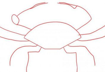 Jak narysować kraba – szczegółowa instrukcja