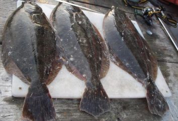 Tack on flounder: descrizione, tipi e raccomandazioni
