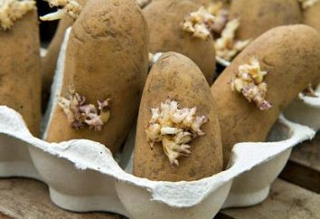 Ziemniaki: uprawa i utrzymanie w ich domku letniskowym