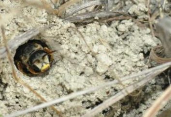 abelha de barro: descrição, métodos de luta, fatos interessantes