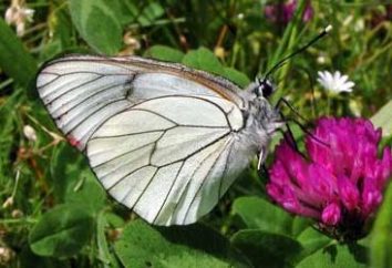 Mariposa Aporia Crataegi: inocente, pero muy perjudicial …