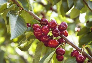 Cherry Turgenevskaya: caratteristiche varietà