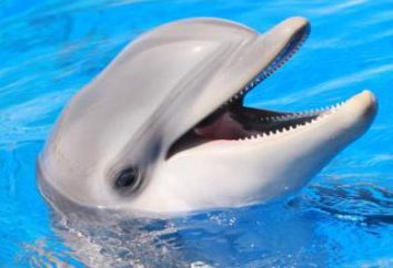 O tym, jak wiele żywych delfinów i innych interesujących faktów na temat tych zwierząt