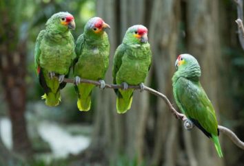 Amazon Parrot: przeglądy właścicieli i subtelności treści