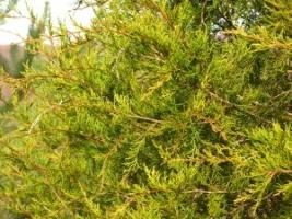 arbustes à feuillage persistant: cèdre rouge