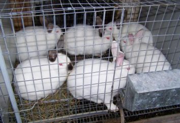 conigli riproduttori avanzate – la chiave per il successo dello sviluppo del coniglio