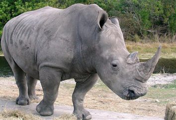 White Rhino: Opis. Northern White Rhinoceros na skraju wyginięcia