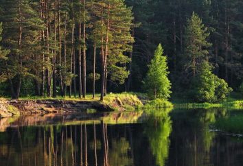 Meshchersky lasy: opis, charakter, cechy i opinii. Meshchersky krawędź: lokalizacja, charakter i przyrody