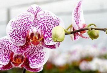 Jak i kiedy repot orchidei