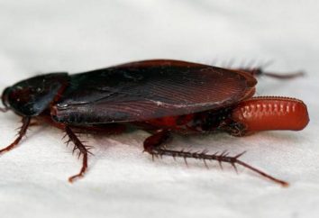 Ile karaluchy wylęgają się z jaj? Jakie różnice mają murów niektórych rodzajów pasożytów?