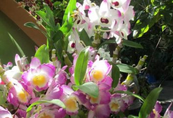 Dlaczego orchidee? Co oznacza najczystsze piękno?