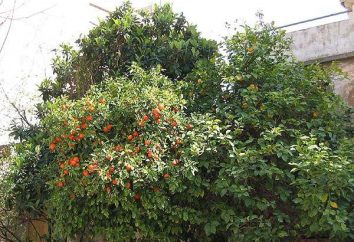 Gorzka pomarańcza – czyli zwierzę lub roślina?