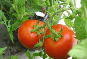 Pomidor „Wołgograd”: cechy i odmiany technik rolniczych