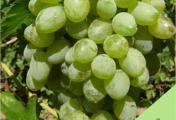 Winogrona Biały cud: opis odmiany i jego funkcji