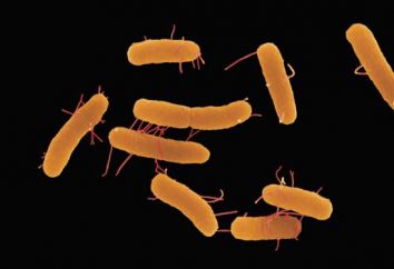 Salmonella – co to jest? Salmonelloza: objawy, leczenie i profilaktyka