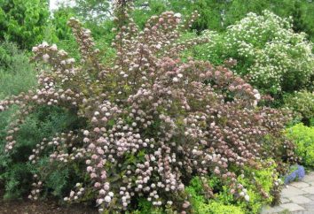 Physocarpus Lyuteus: sadzenie i pielęgnacja