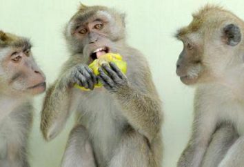 Jawajski makak: zawartość w domu