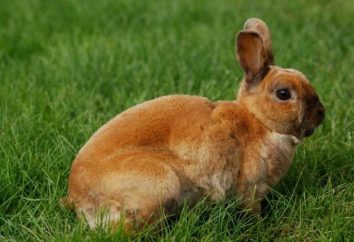 Co trzeba siatkę dla komórek królika: wielkość. Jak zrobić Hutch królik z siatki z własnymi rękami?