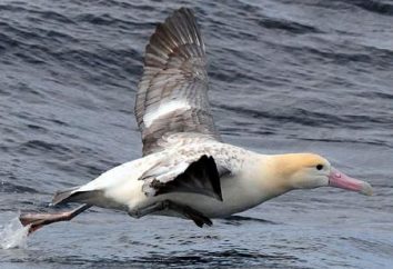 Gdzie ona mieszka w przyrodzie albatrosa krótkim ogonem? Opis i zdjęcia ptaków