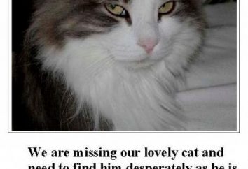 Zagubiony kot! Co zrobić, aby znaleźć kochanie domu?