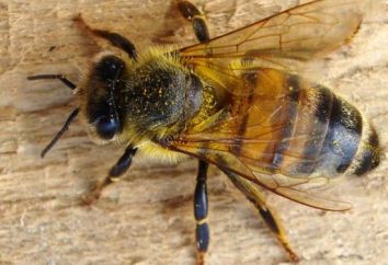 Przygotowanie pszczół na zimę – wielowymiarową Aktywność