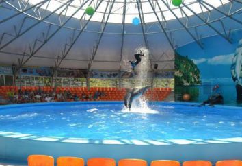 „Nemo” Delfinarium w Dzhubga: ten show delfinów, jaką kiedykolwiek widziałem!