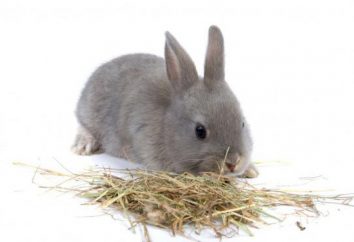 Trawa królików. Co króliki jedzą trawę? Co trawa nie należy podawać królikom?