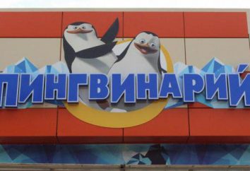 Pingvinary w Dzhubga warto odwiedzić!
