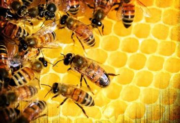 Leki dla pszczół: gatunek, wskazania do stosowania, prawdziwe pszczelarze