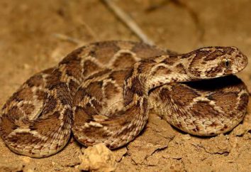 Desert snake FFS: opis, siedlisko i niebezpieczeństwo dla ludzi