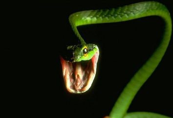 Przydatne i ciekawe fakty dotyczące węży
