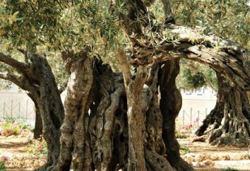 Słynne chrześcijańskie kapliczki: Ogród Getsemani