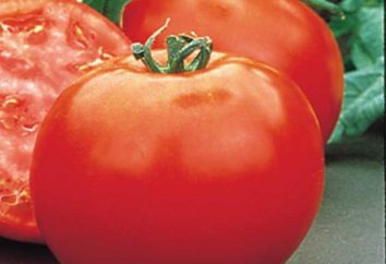 Pomidor Polbig: opis hybrydowymi pomidorów