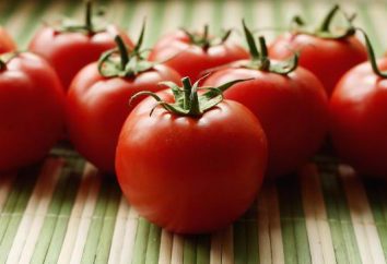 Uprawy pomidorów metodą I.M. Maslova: krok po kroku