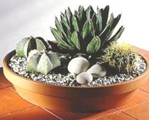 Mieszkać na pustyni – ciepłolubne kaktusów. Opieki w domu